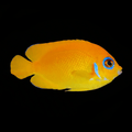 Lemonpeel Angelfish - Centropyge flavissima