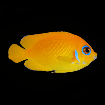 Lemonpeel Angelfish - Centropyge flavissima