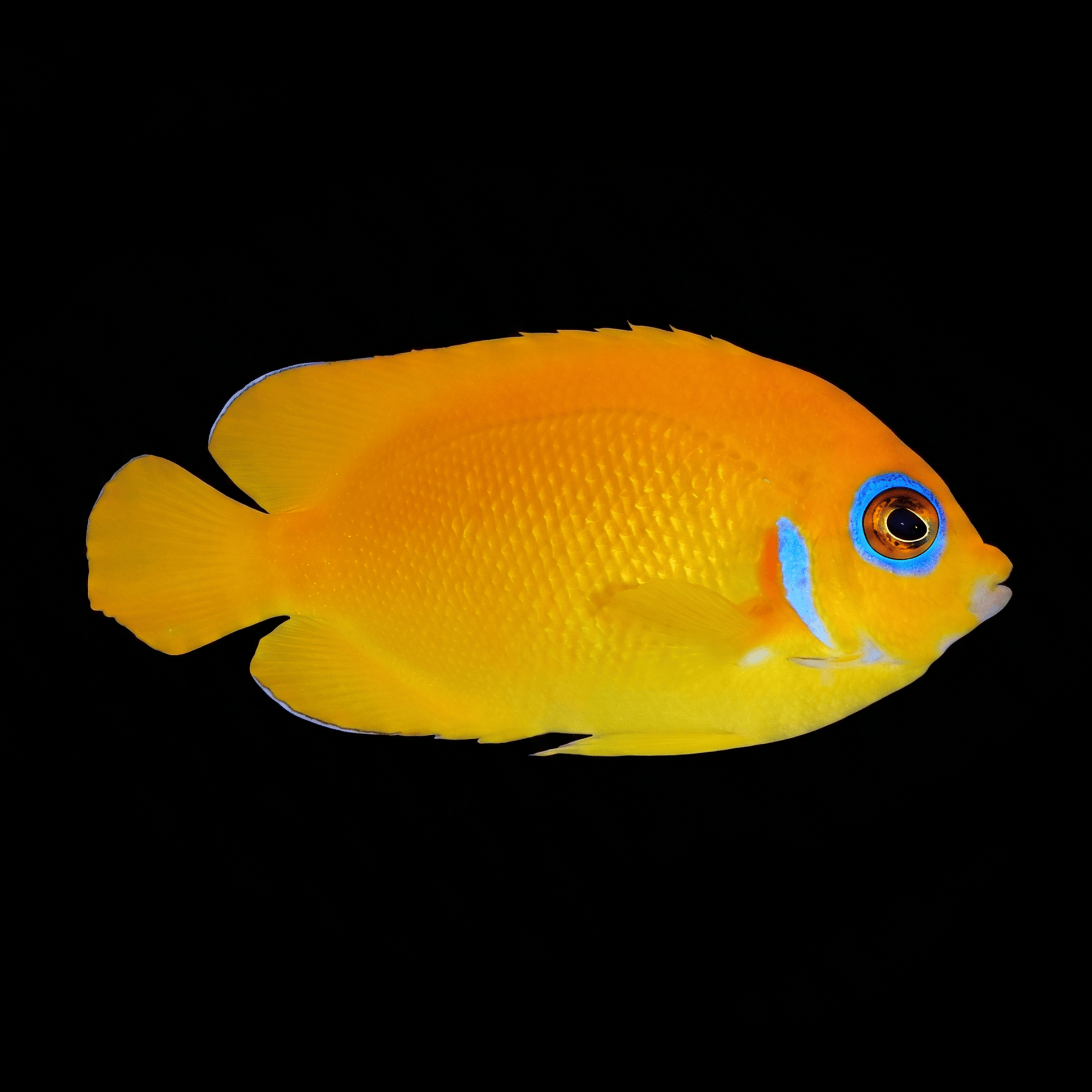 Lemonpeel Angelfish - Centropyge flavissima