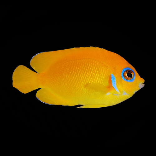 Lemonpeel Angelfish - Centropyge flavissima