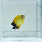 Lemonpeel x Half Black Angelfish