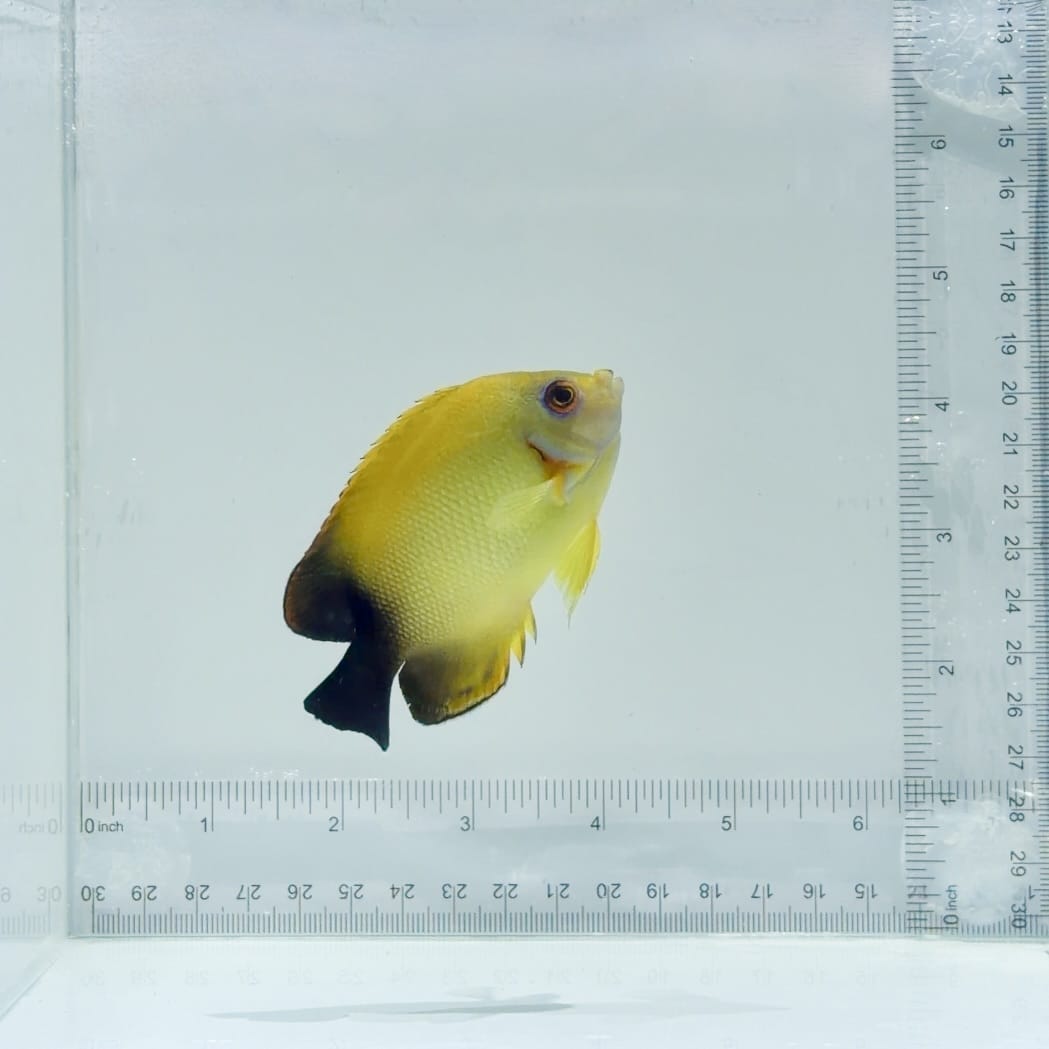 Lemonpeel x Half Black Angelfish