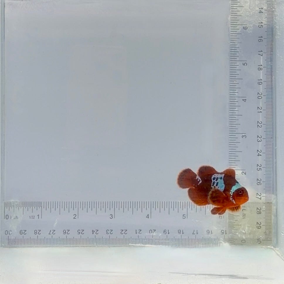 Lighting Maroon Clownfish