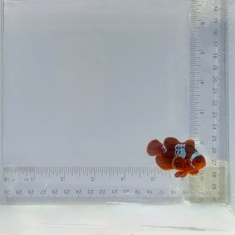 Lighting Maroon Clownfish