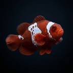 Lightning Maroon Clownfish