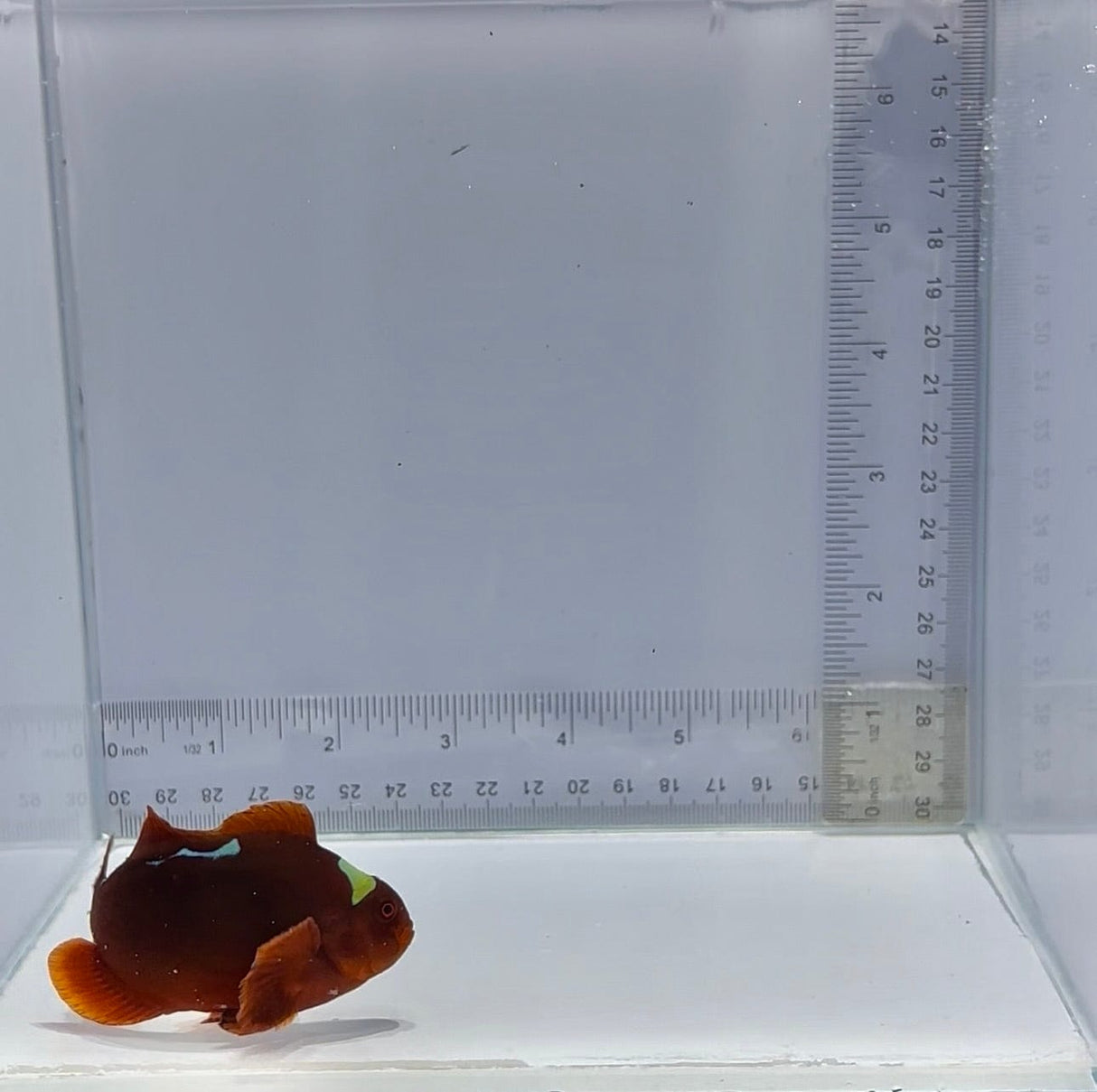 Lightning Maroon Clownfish — Premnas biaculeatus