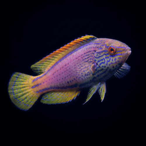 Lineatus Fairy Wrasse
