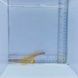 Lined Dartfish Pair – Ptereleotris grammica