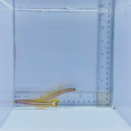 Lined Dartfish Pair – Ptereleotris grammica