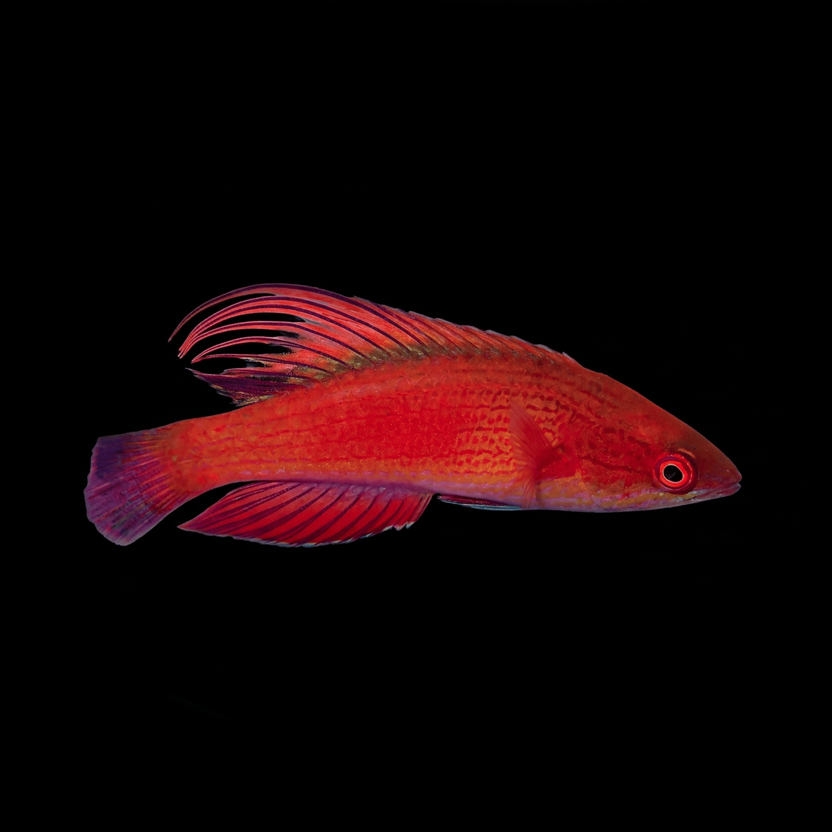 Linespot Flasher Wrasse - Paracheilinus lineopunctatus