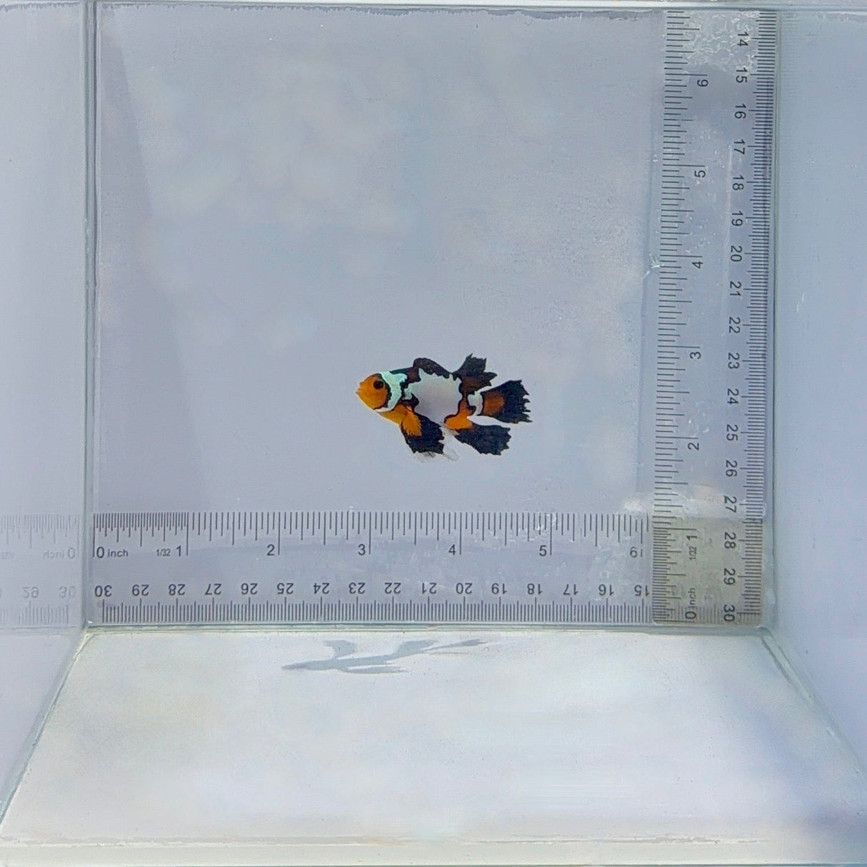 Longfin Black Ice Clownfish – Amphiprion ocellaris