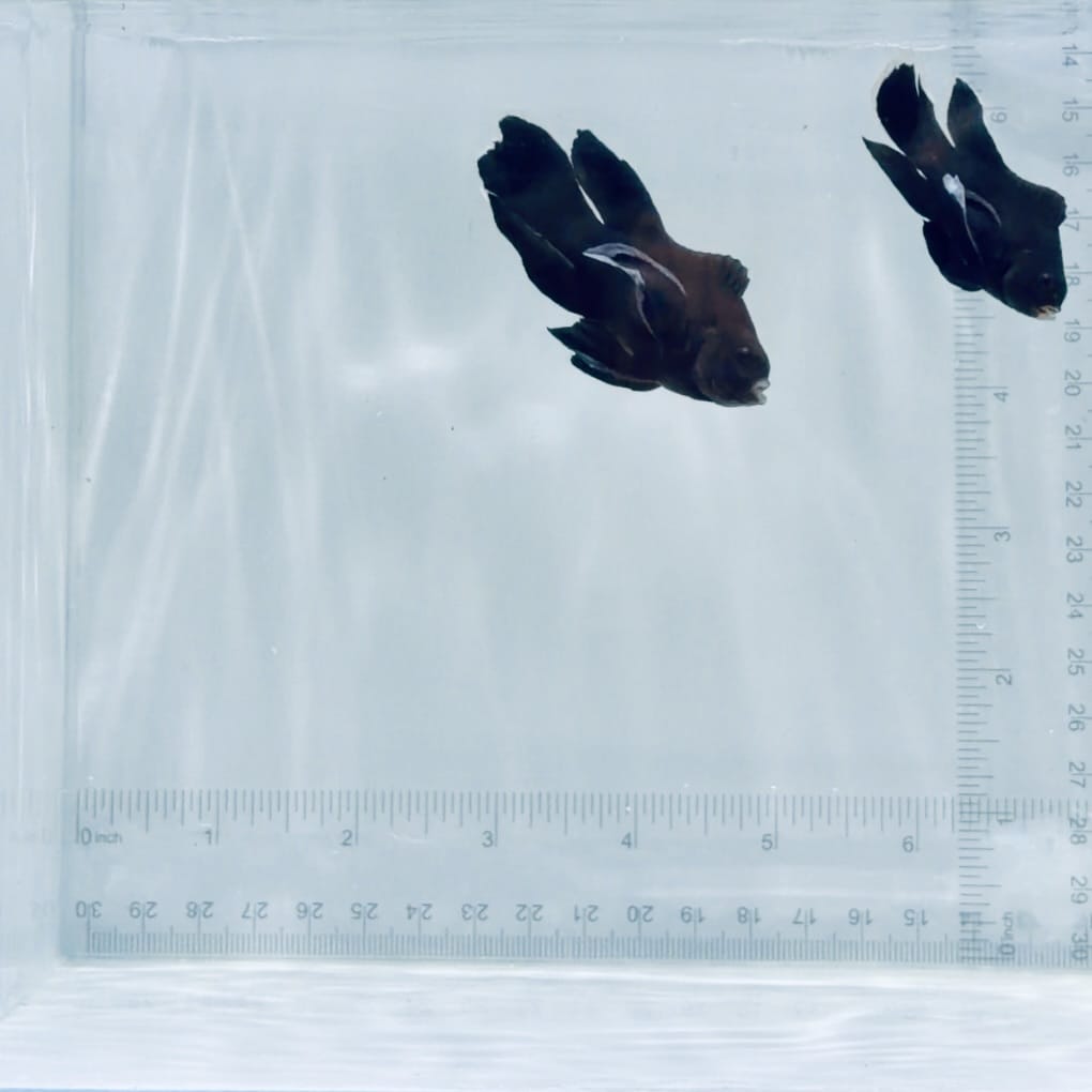 Longfin Midnight Clownfish Pair