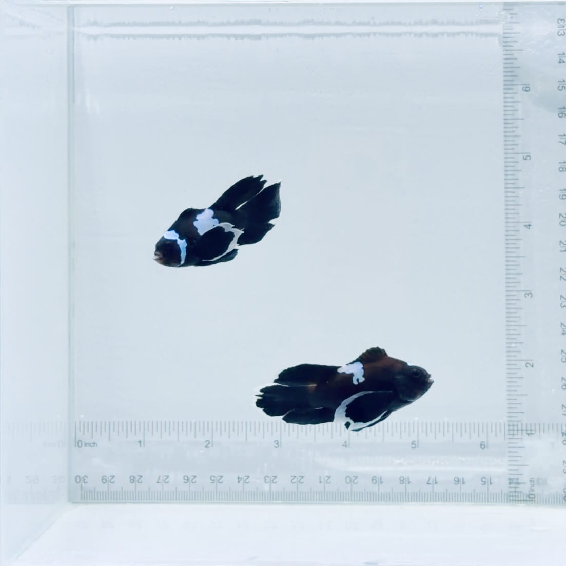 Longfin Midnight Lightning Clownfish Pair