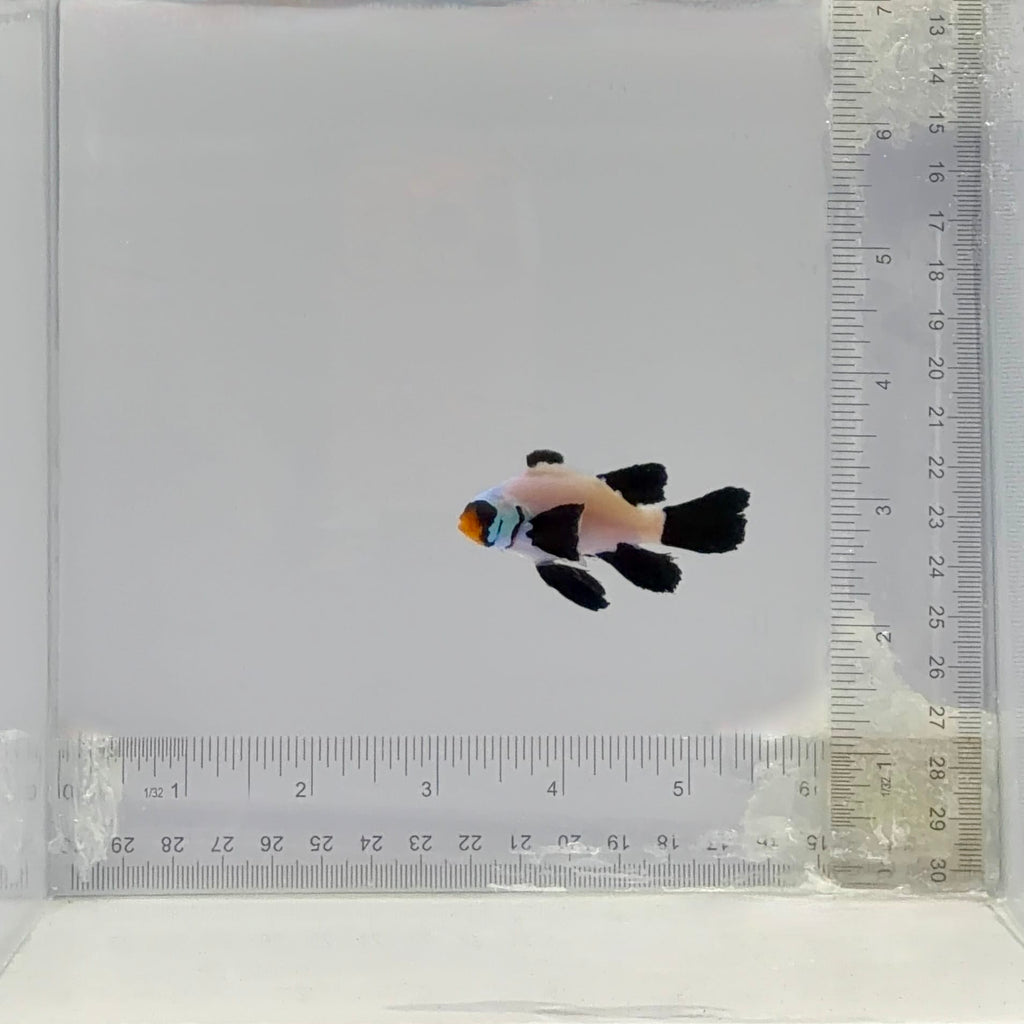 Longfin Wyoming White Clownfish