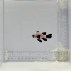 Longfin Wyoming White Clownfish