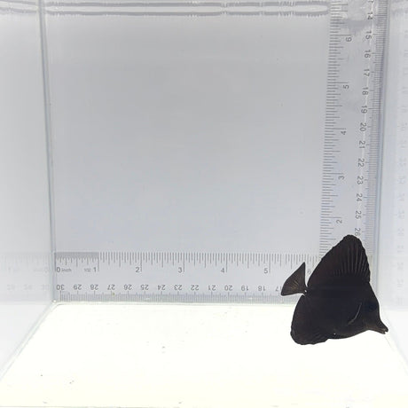 Longnose Black Tang — Zebrasoma rostratum