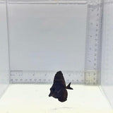 Longnose Black Tang — Zebrasoma rostratum