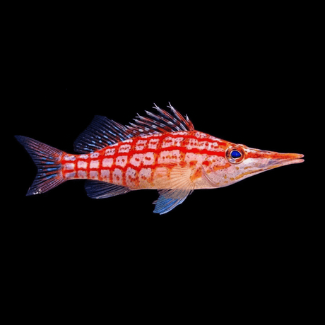 Longnose Hawkfish