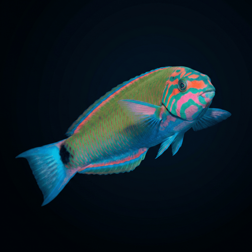 Lunare Wrasse - Fiji