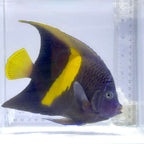 Maculosus Angelfish