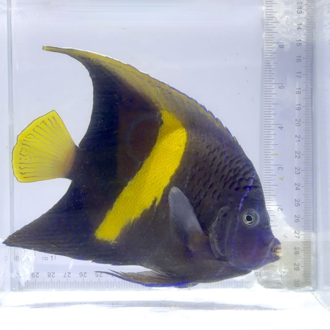 Maculosus Angelfish