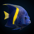 Maculosus Angelfish