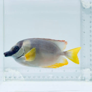 Magnificent Foxface Fish