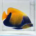 Majestic Angelfish