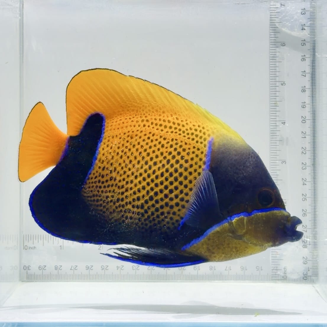 Majestic Angelfish