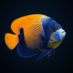 Majestic Blue Girdled Angelfish