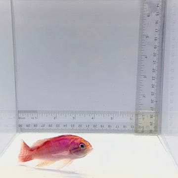 Male BiMac Anthias — Pseudanthias bimaculatus