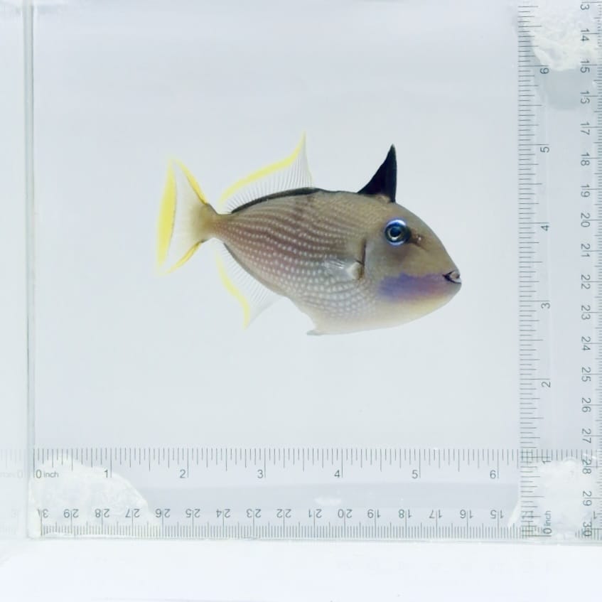 (Male) Blue Throat Triggerfish