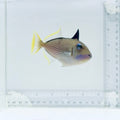 (Male) Blue Throat Triggerfish