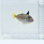 (Male) Blue Throat Triggerfish