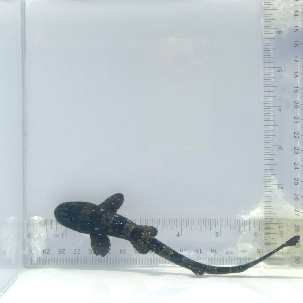 Marbled Bamboo Cat Shark