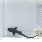 Marbled Bamboo Cat Shark