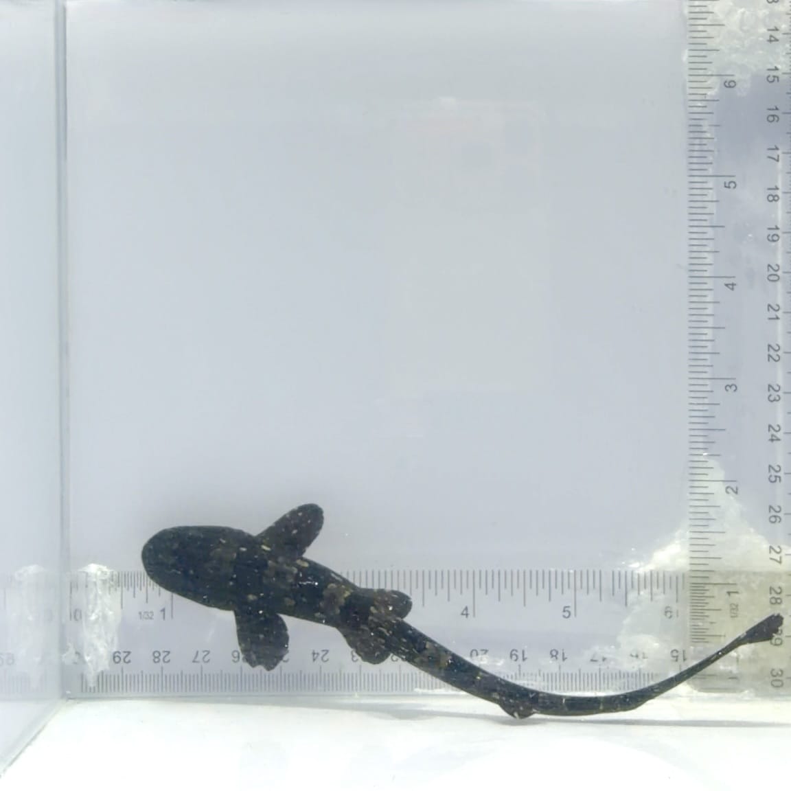 Marbled Bamboo Cat Shark