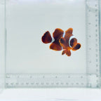 Maroon Clownfish