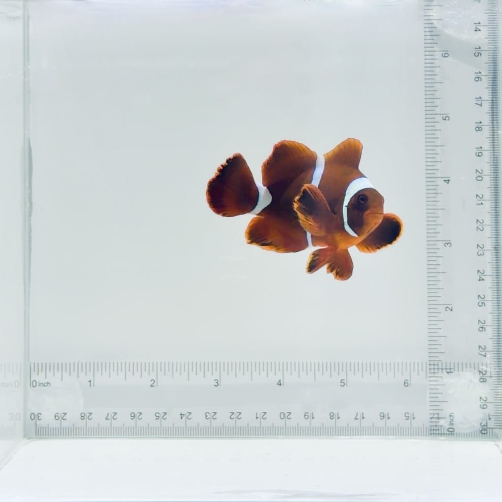 Maroon Clownfish