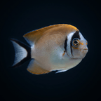 Masked Swallowtail Angelfish - Female