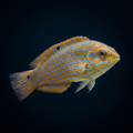Melanurus Wrasse - Female