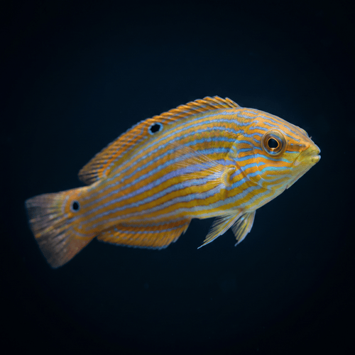 Melanurus Wrasse - Female