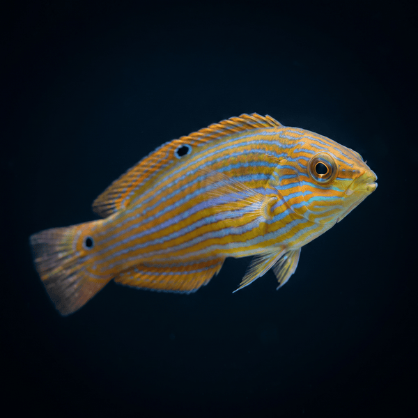 Melanurus Wrasse - Female