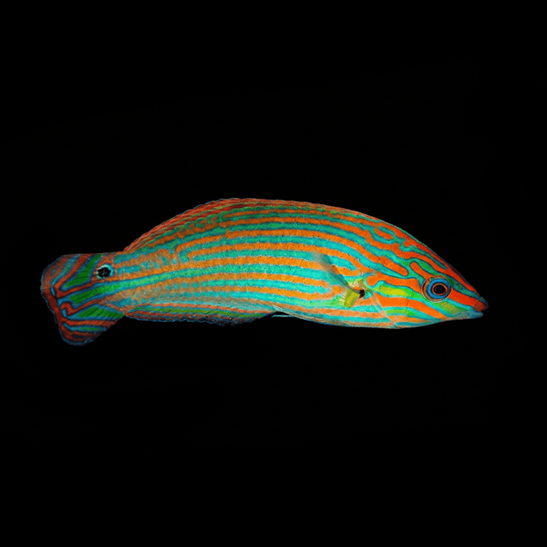 Melanurus Wrasse - Male - Halichoeres melanurus