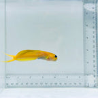 Midas Blenny