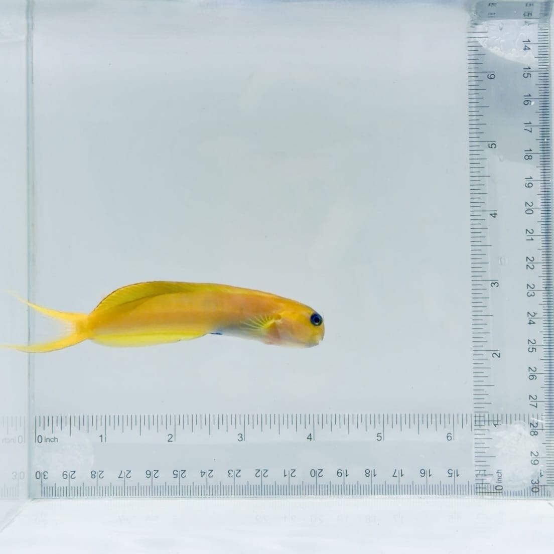Midas Blenny