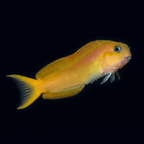 Midas Blenny S (1.26-2")