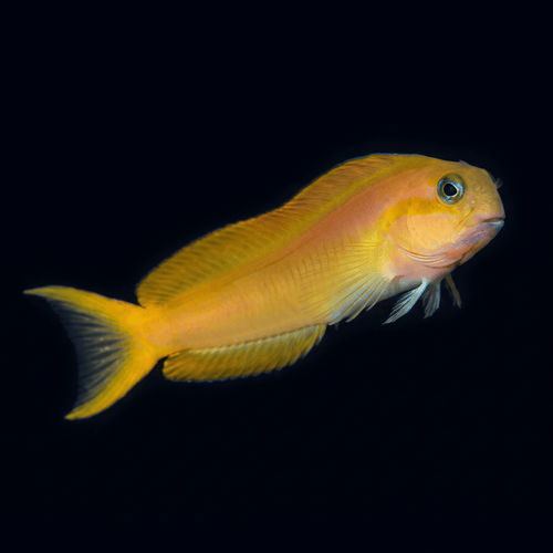 Midas Blenny S (1.26-2")