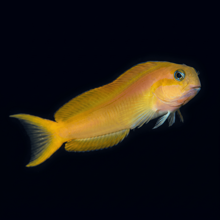 Midas Blenny S (1.26-2")