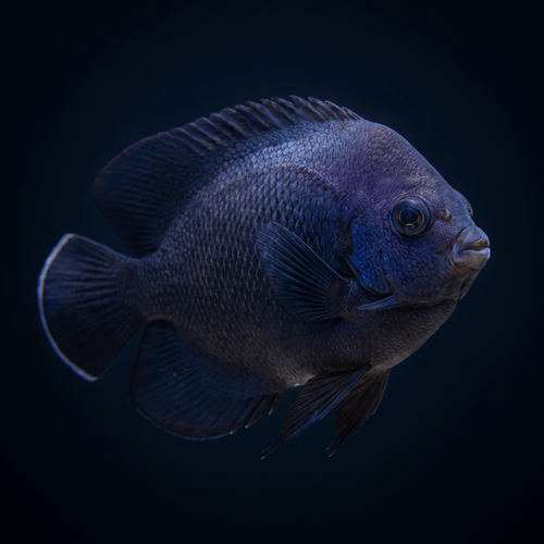 Midnight (Nox) Dwarf Angelfish